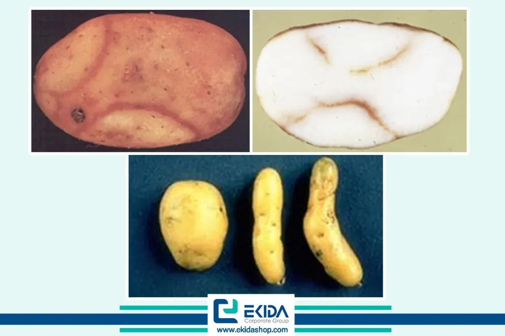 علائم بیماریهای ویروسی سیب زمینی