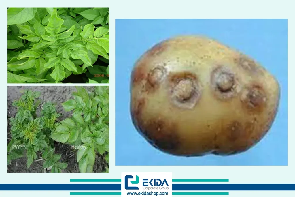 ویروس Y سیب زمینی