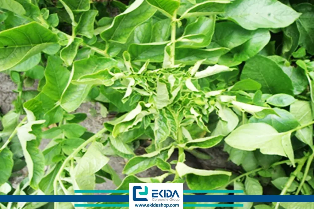 ویروس برگ قاشقی سیب زمینی