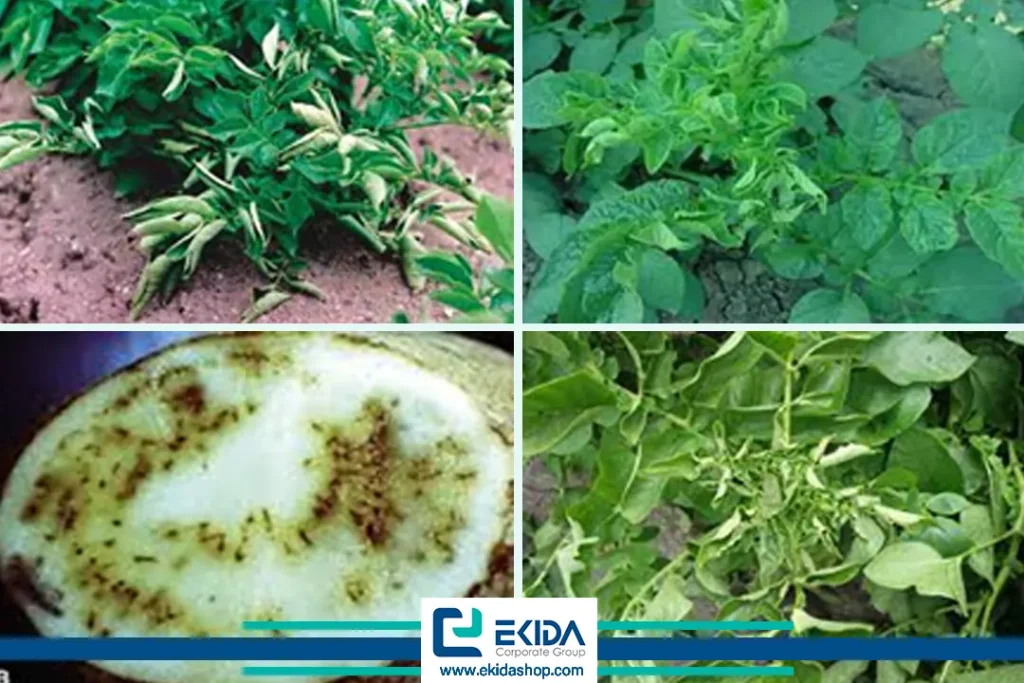 خسارت ویروس برگ قاشقی سیب زمینی