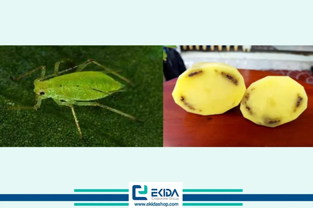 شته ناقل بیماری های سیب زمینی