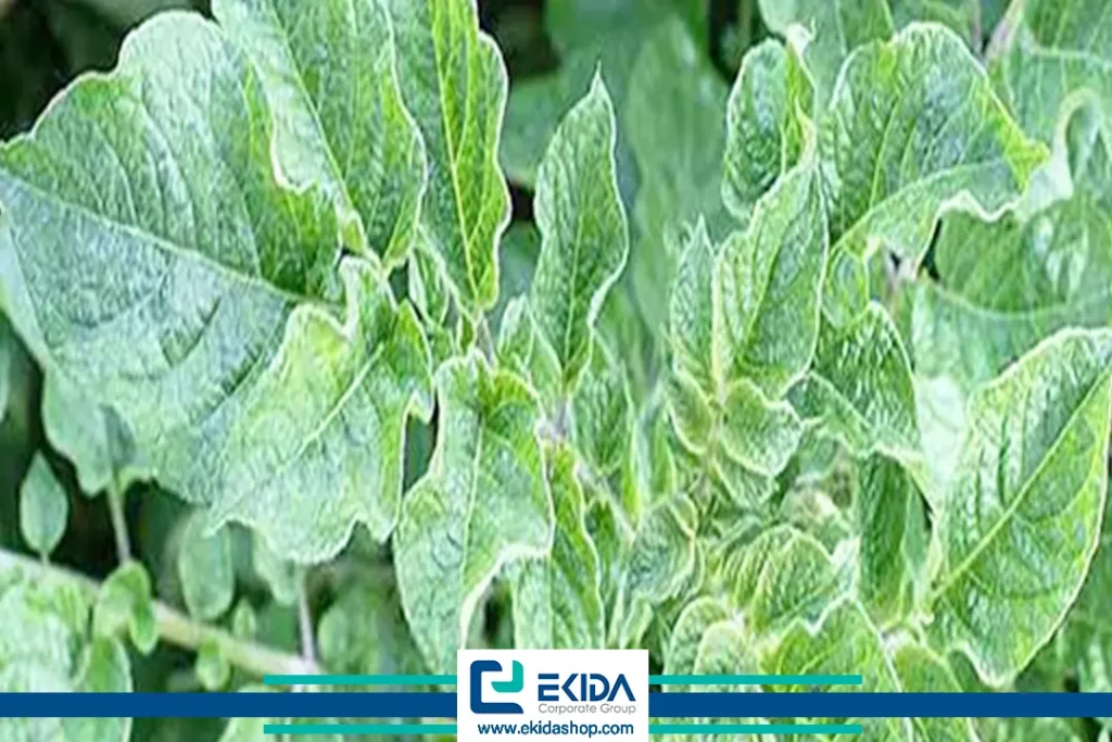 ویروس A سیب زمینی