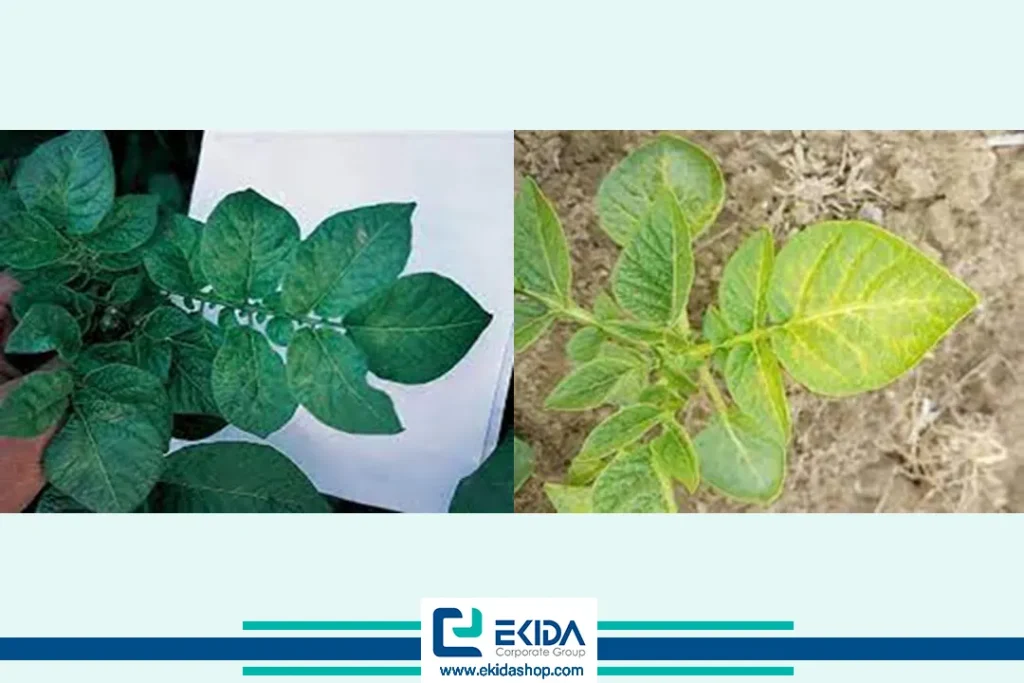 ویروس X سیب زمینی