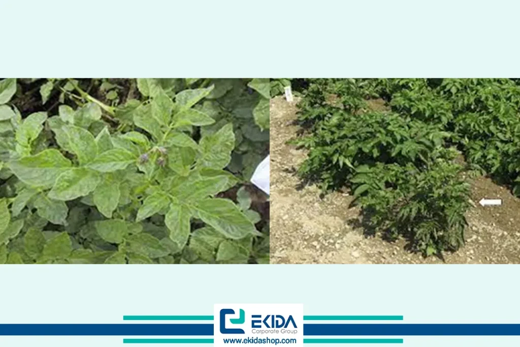 ویروس S سیب زمینی