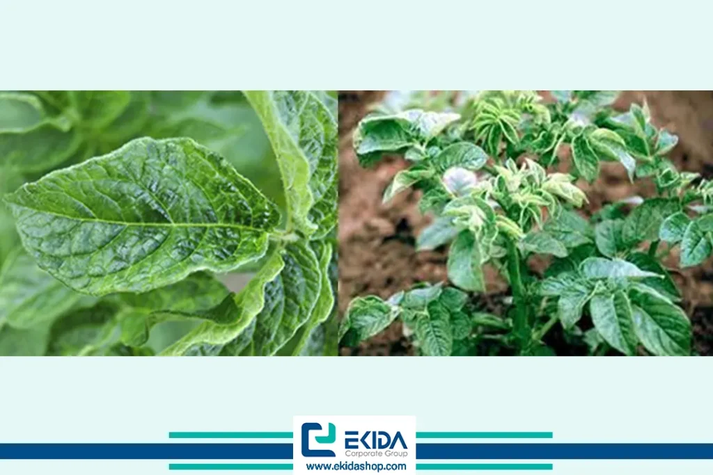 ویروس M سیب زمینی