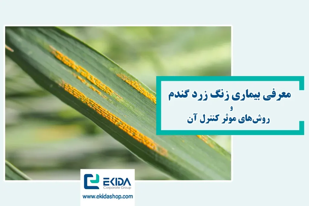 بیماری زنگ زرد گندم