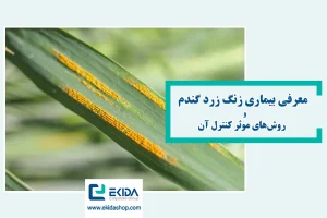 بیماری زنگ زرد گندم