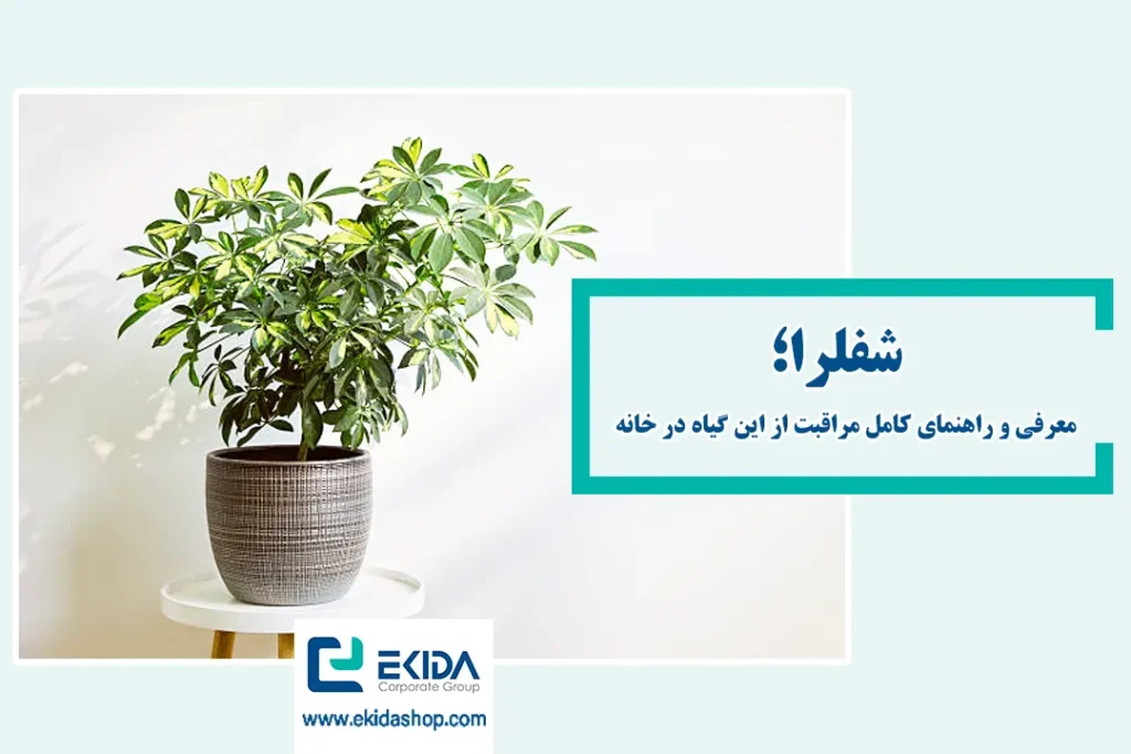 آشنایی با شفلرا