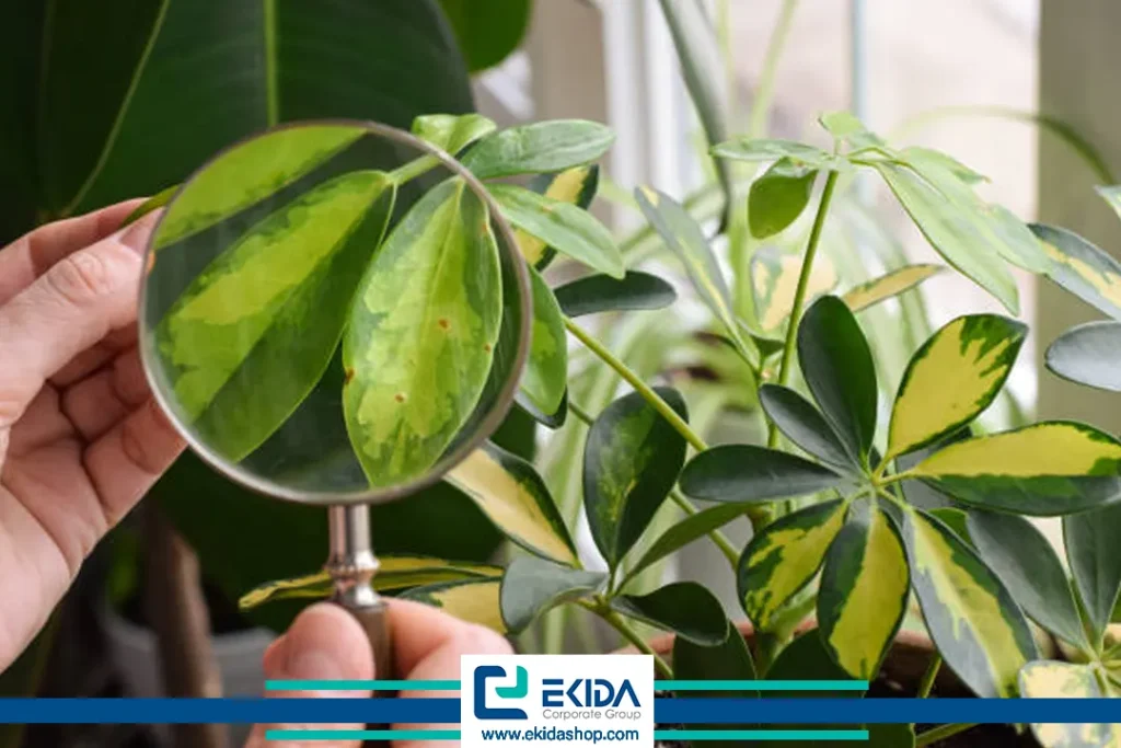 ایجاد لکه روی شفلرا