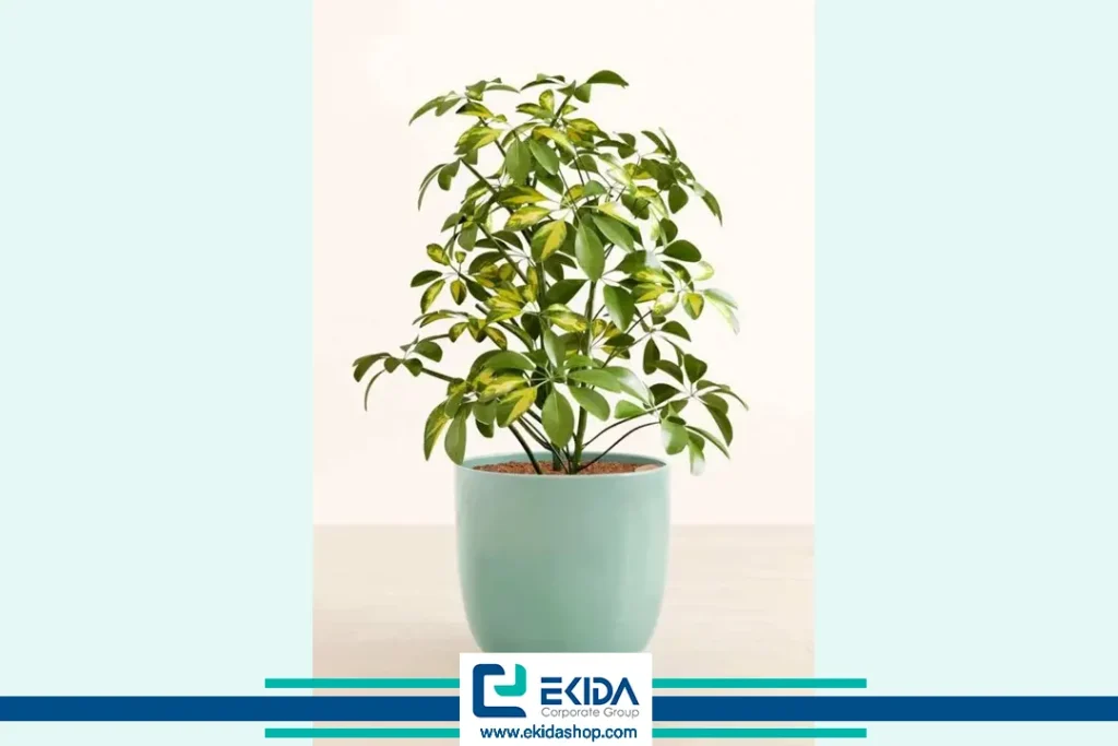 تکثیر گیاه شفلرا