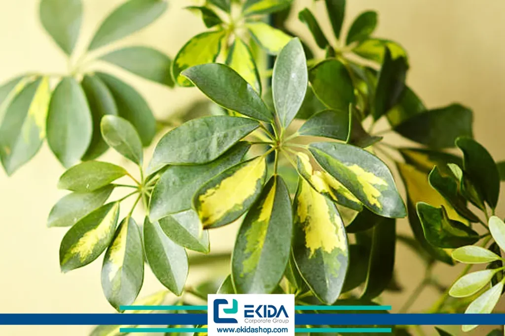 برگ گیاه شفلرا