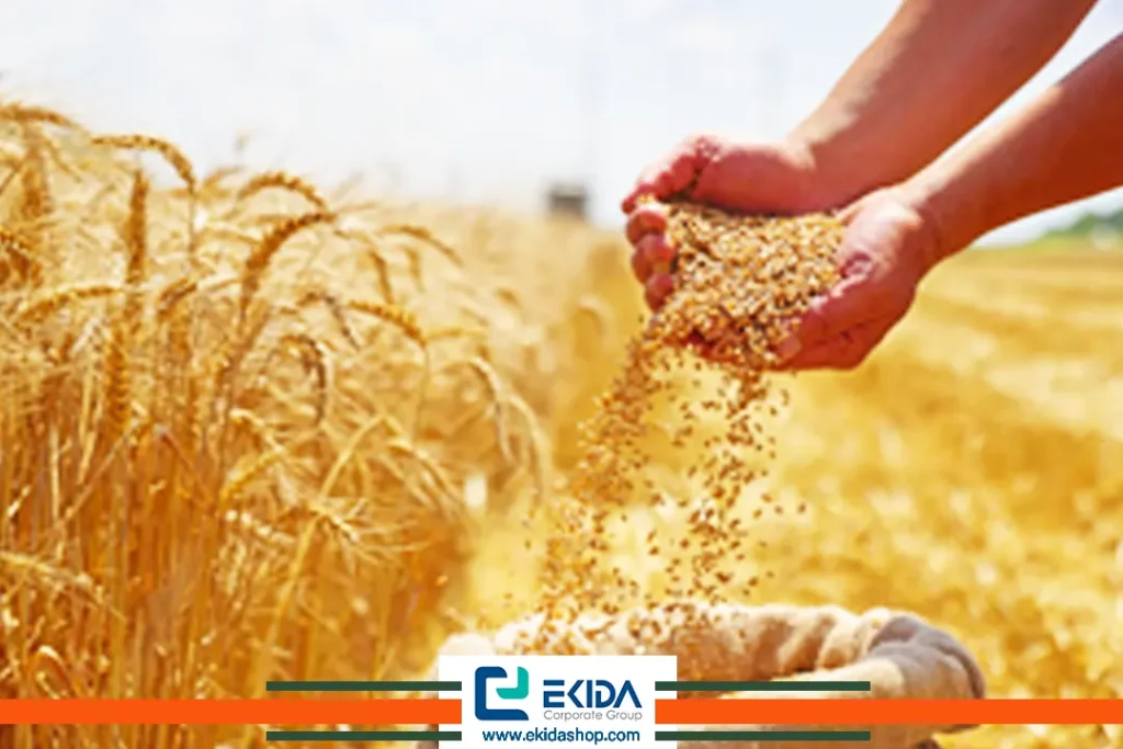 کود دهی گندم