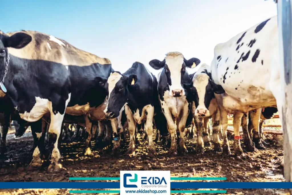 کود دامی و حیوانی