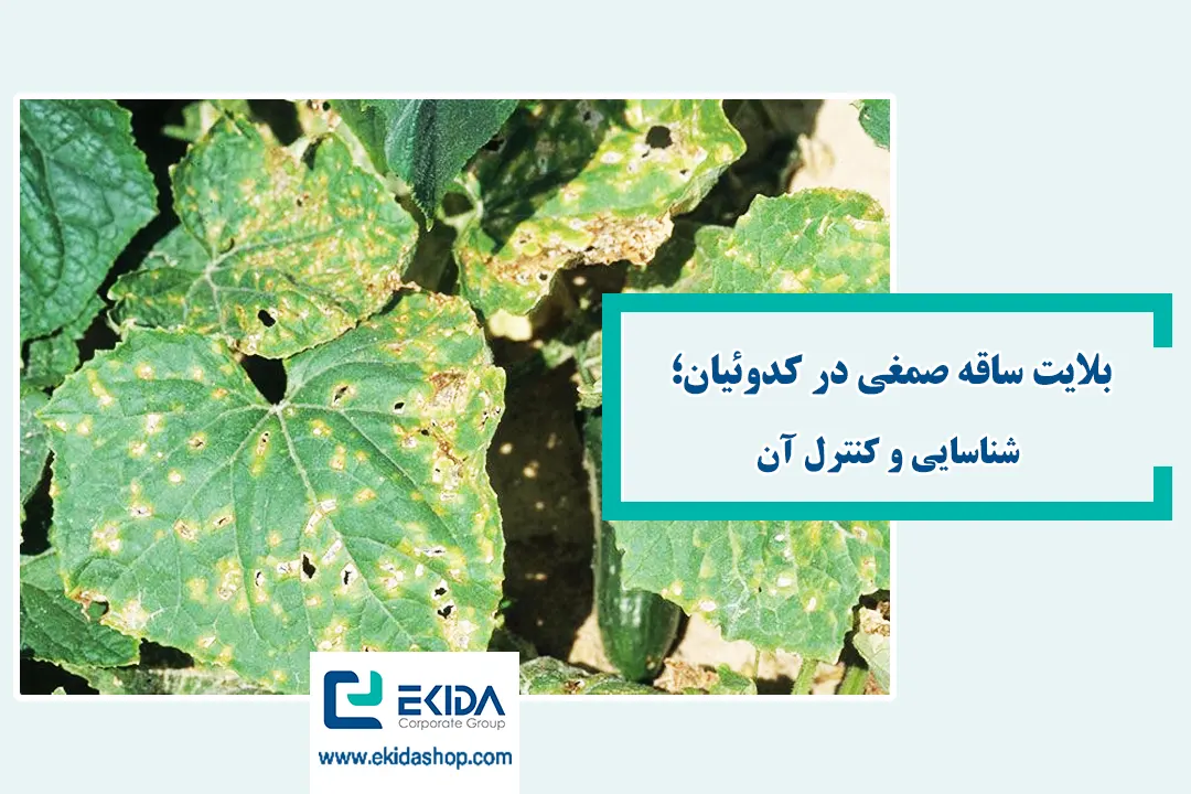 بلایت ساقه صمغی در کدوئیان