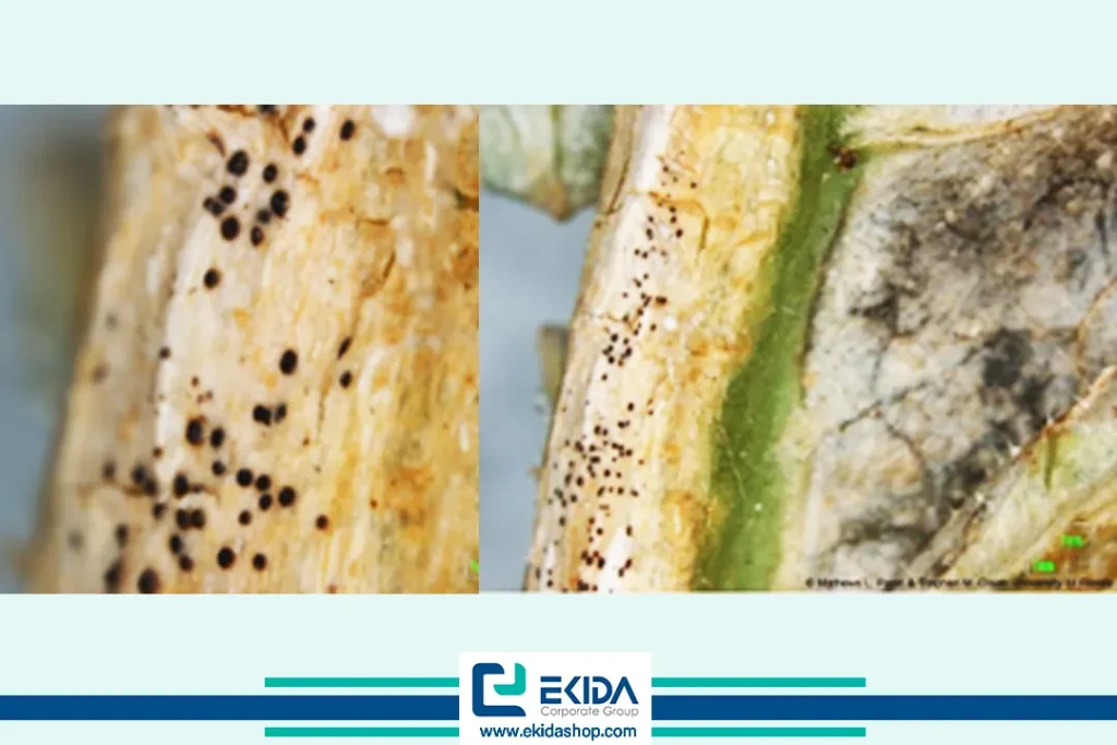 اندام‌های باردهی قارچ بر روی برگ و ساقه