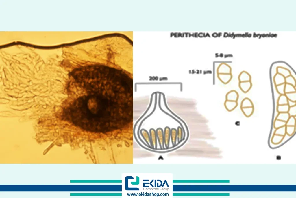 آسک ها و آسکوسپورهای رهاشده از پریتسیوم