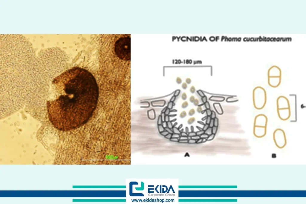 کنیدیهای رها شده از پیکنیدیوم