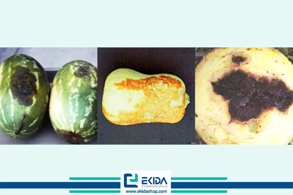 علائم بلایت ساقه صمغی روی میوه