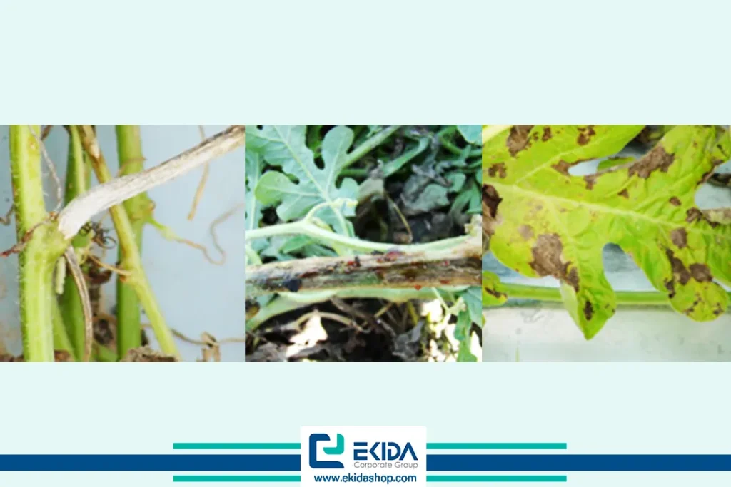 علائم بلایت ساقه صمغی روی ساقه