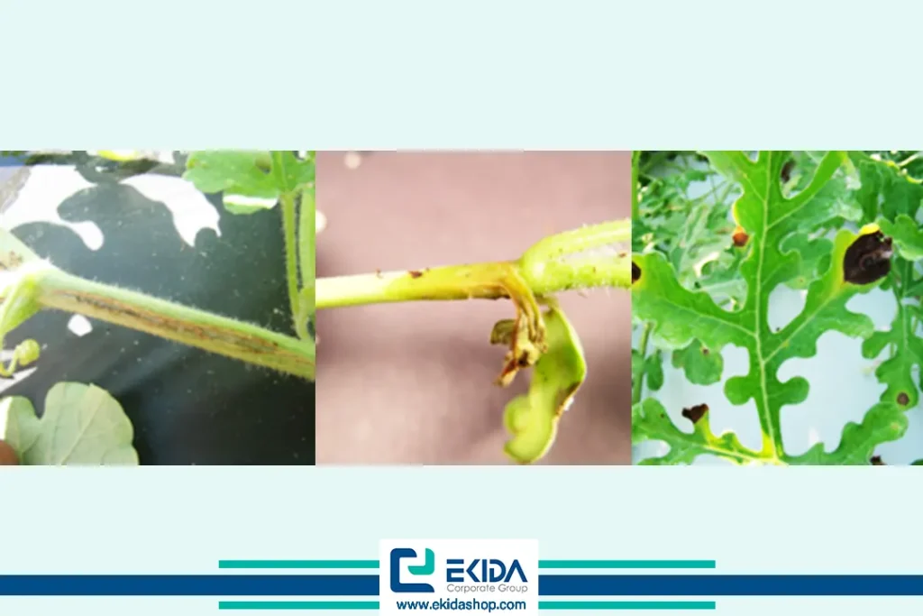 پوسیدگی سیاه روی برگها