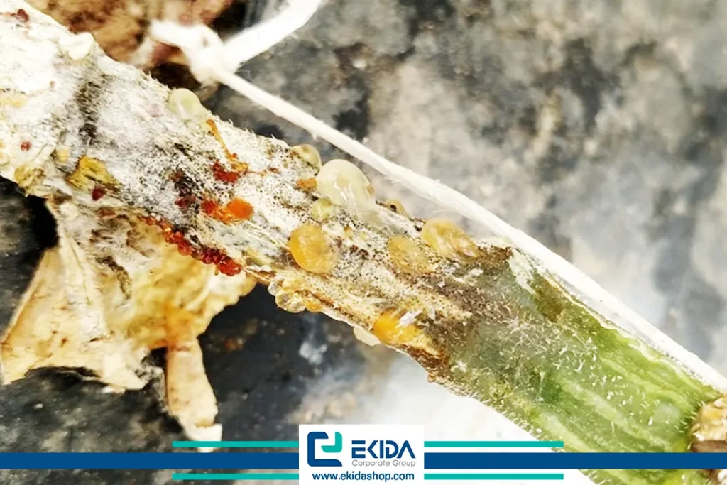 بلایت ساقه صمغی روی ساقه گیاه