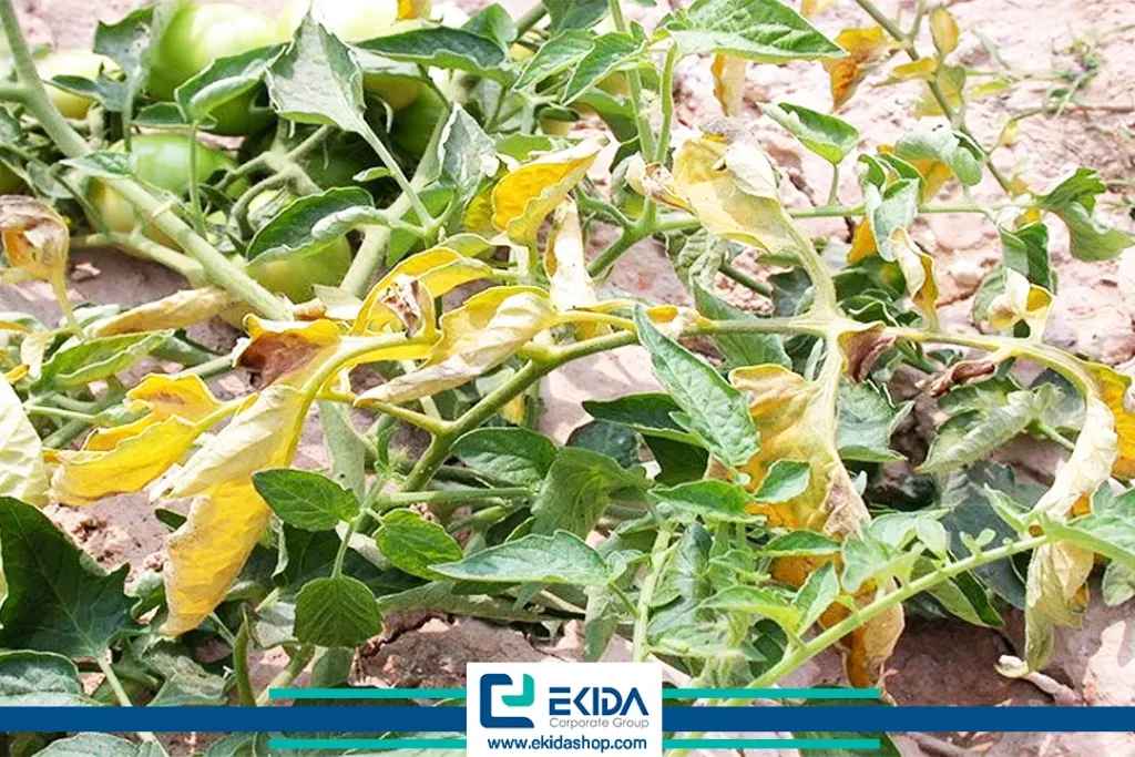 علائم بلایت ساقه صمغی روی برگها