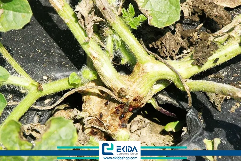 بلایت ساقه صمغی