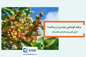 کوددهی پسته بعد از برداشت