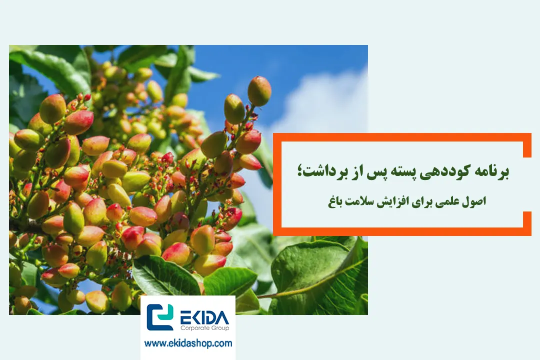 کوددهی پسته بعد از برداشت