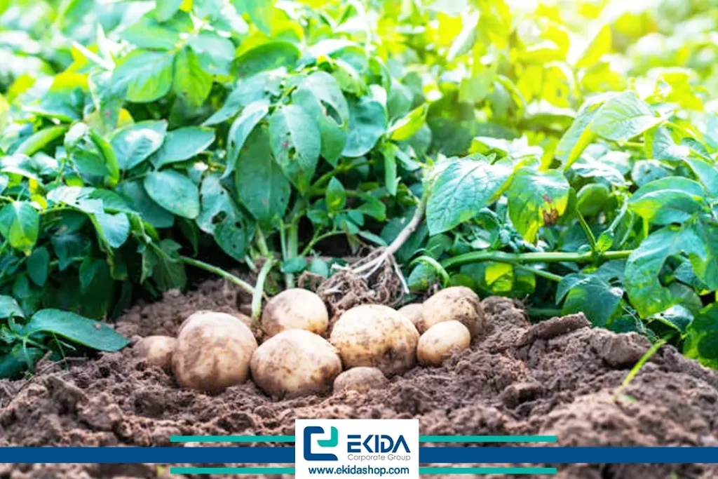 اصول نگهداری سیب زمینی