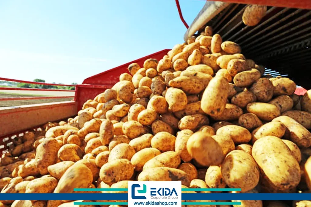 سیب زمینی باکیفیت