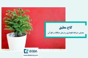 معرفی کاج مطبق