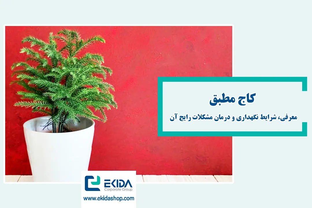 معرفی کاج مطبق