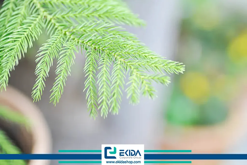 برگ کاج مطبق