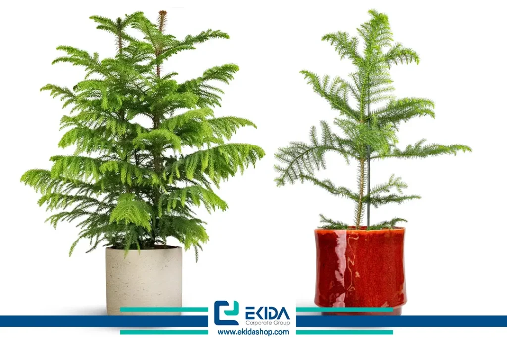 خرید کاج مطبق