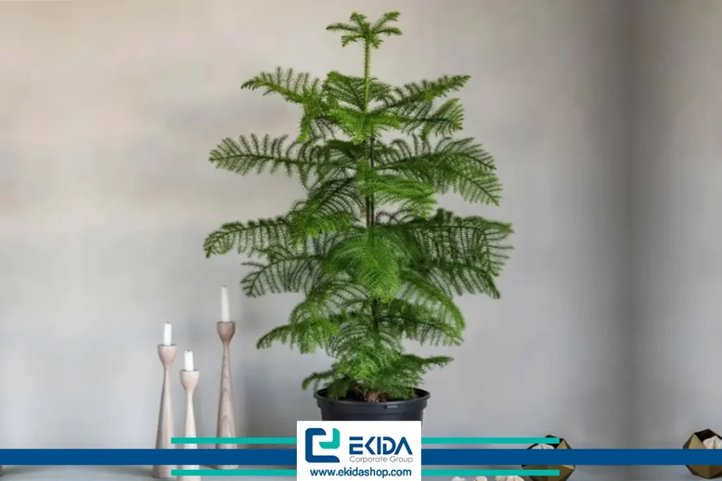 نگهداری کاج مطبق در خانه