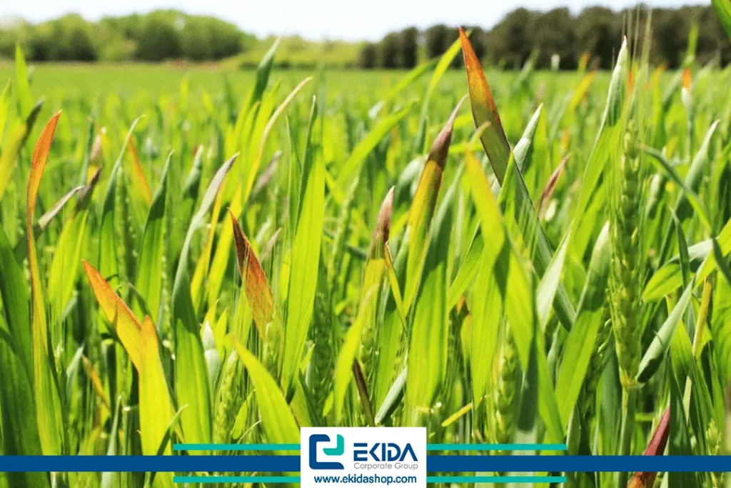 ویروس کوتولگی زرد جو