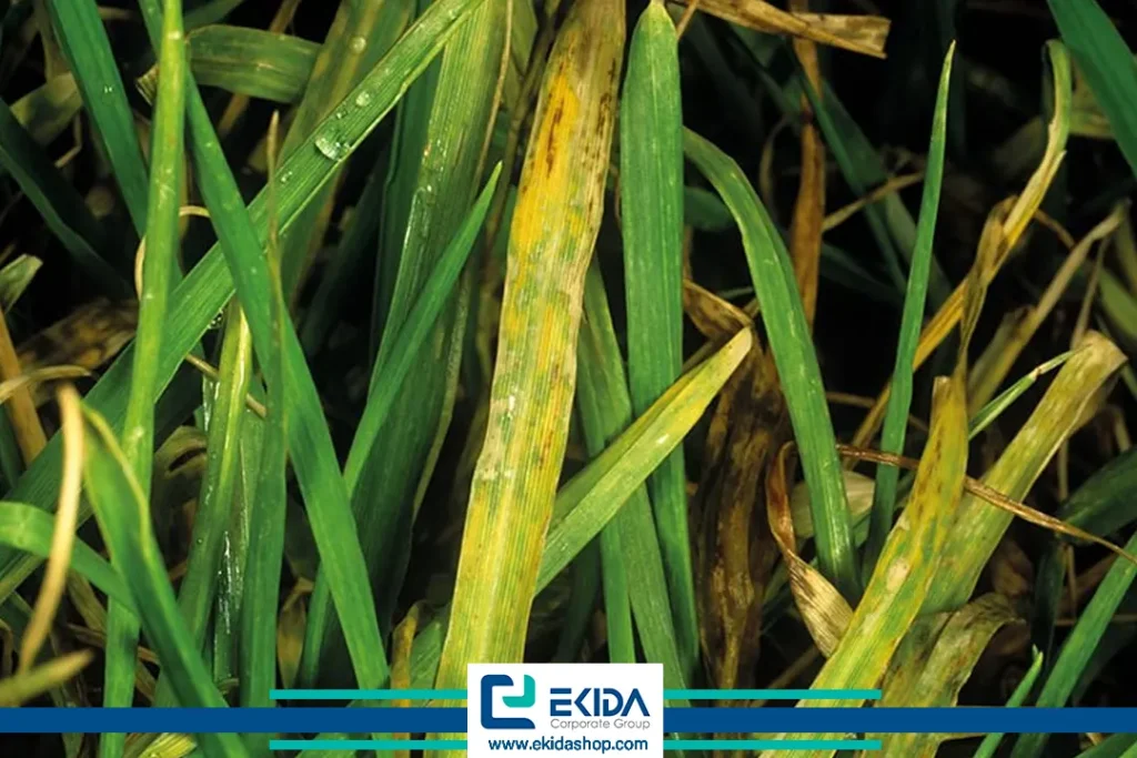 ویروس موزاییک زرد نواری جو