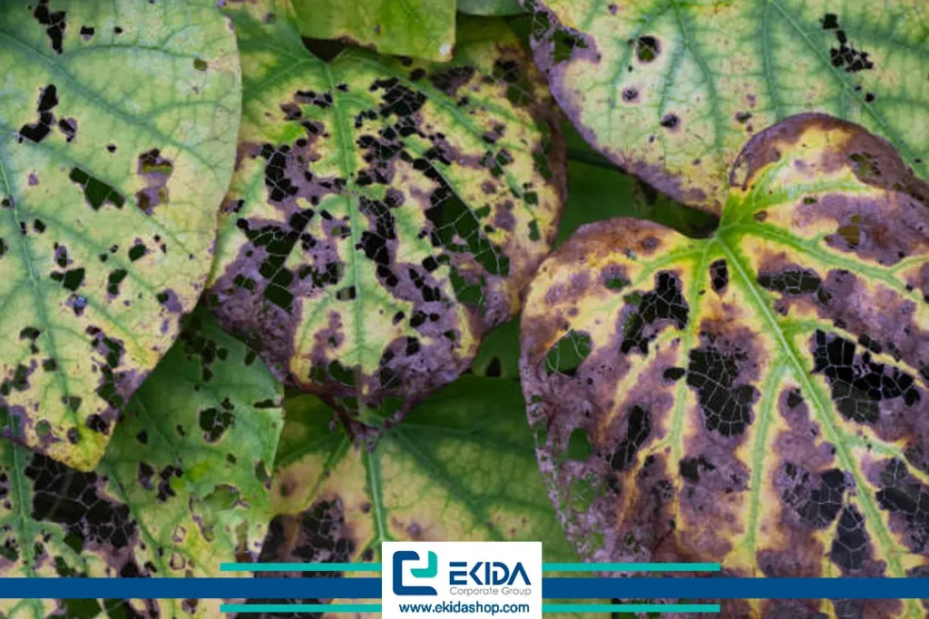 ویروس سوختگی سیاه برگ چغندرقند