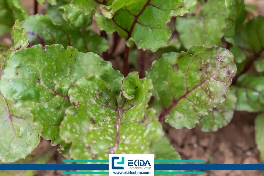 ویروس پیچیدگی بوته چغندرقند