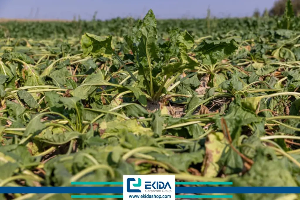 ویروس موزائیک چغندرقند