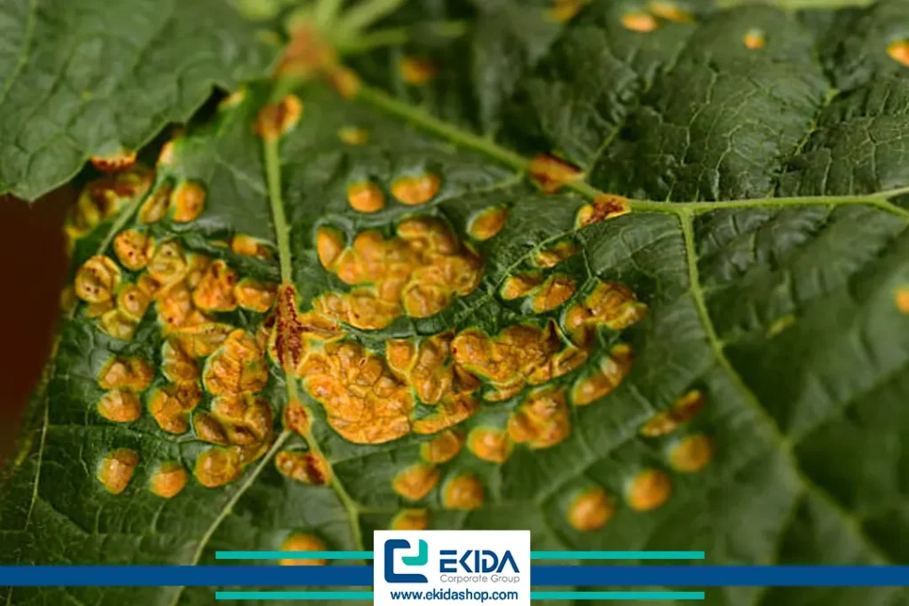 ویروس رگبرگ زرد نکروتیک چغندرقند