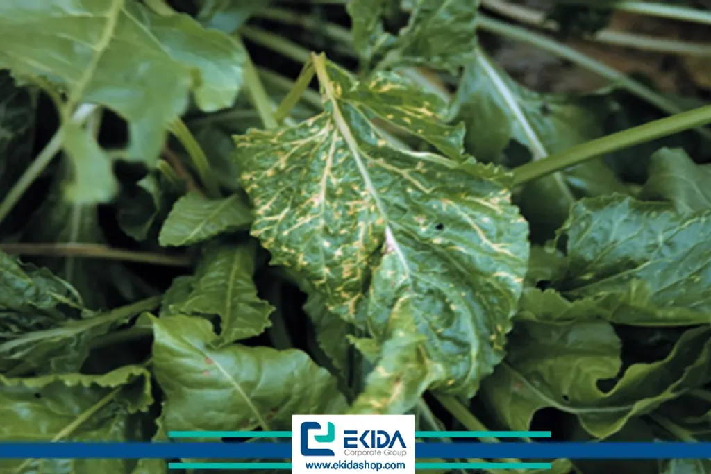 ویروس خاکزاد چغندرقند