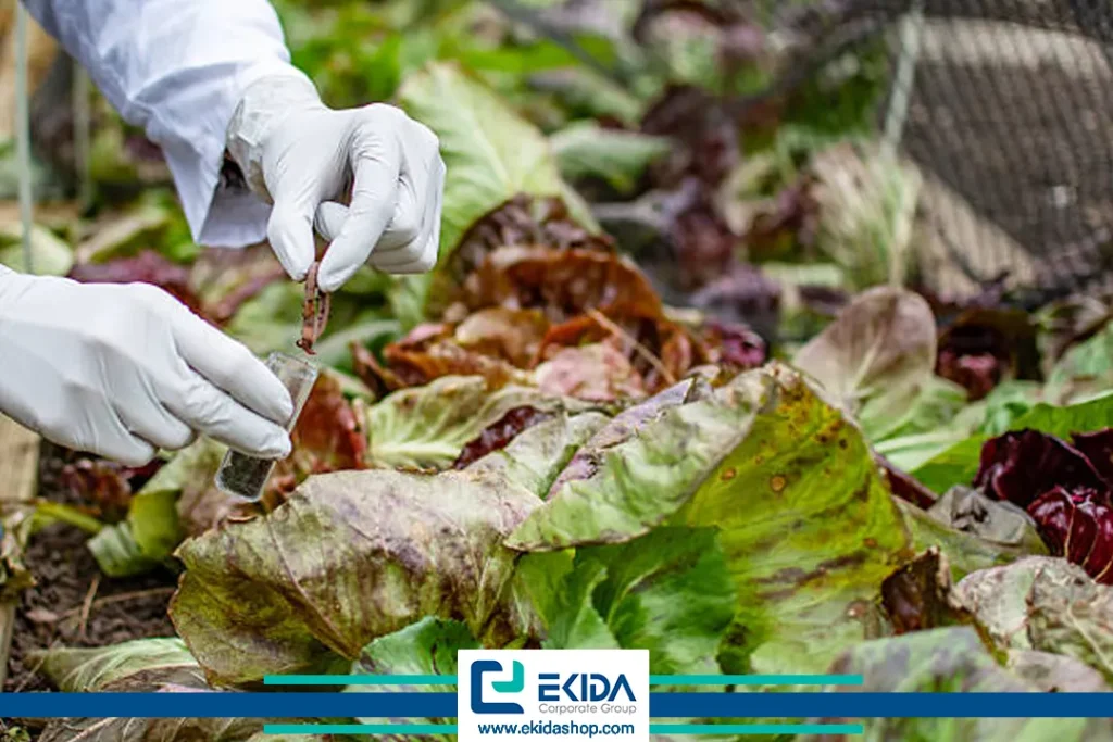 ویروس Q چغندرقند