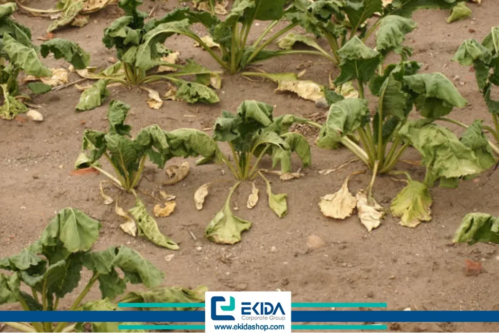 ویروس زردی چغندرقند 