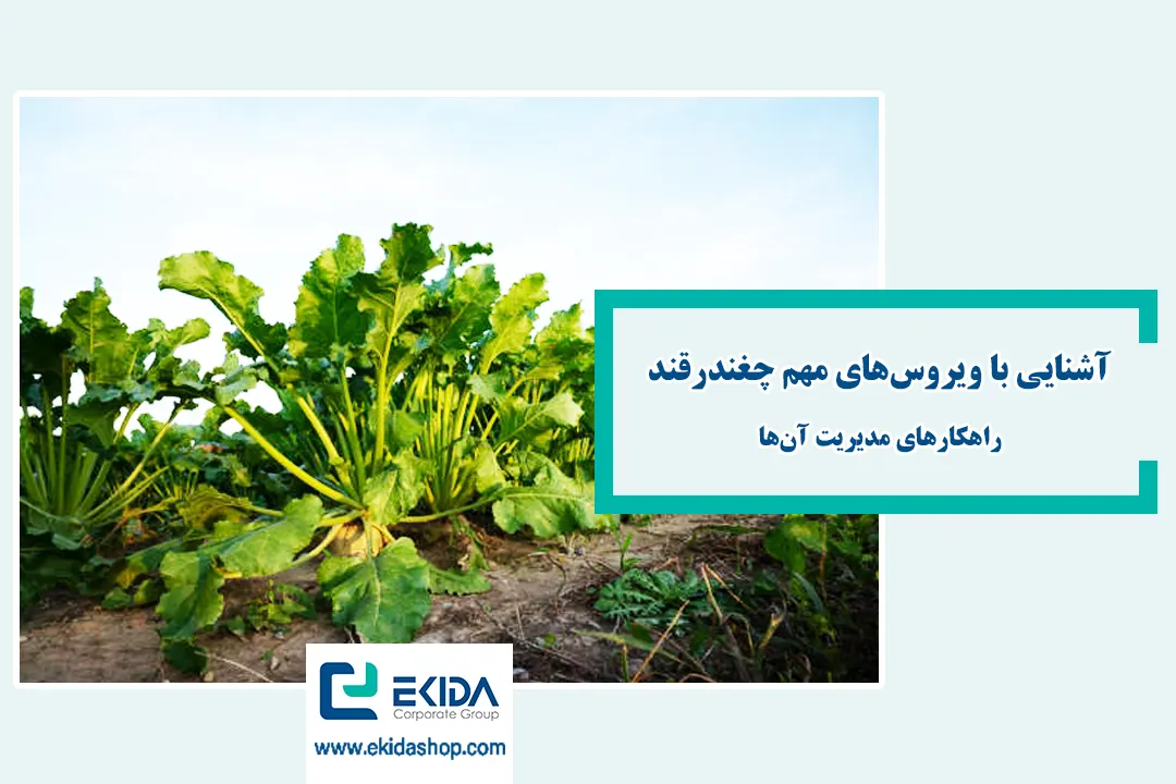 ویروسهای چغندرقند