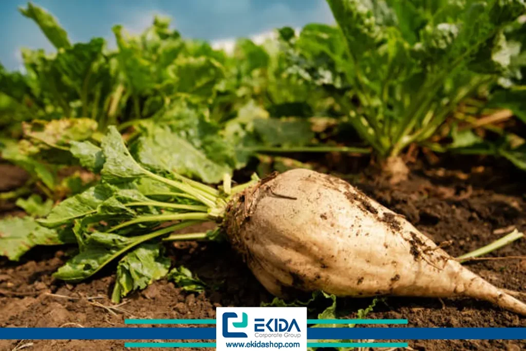 بیماریهای ویروسی در چغندرقند