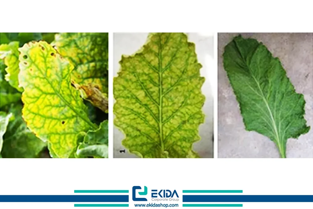 خسارت ویروس چغندرقند روی برگ