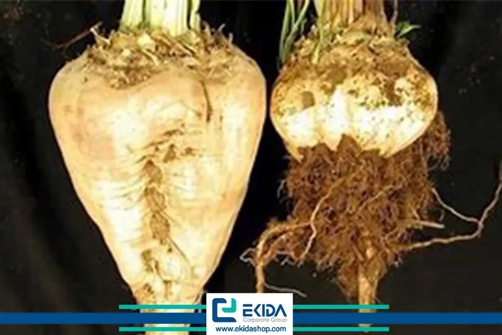 خسارت ویروس چغندرقند