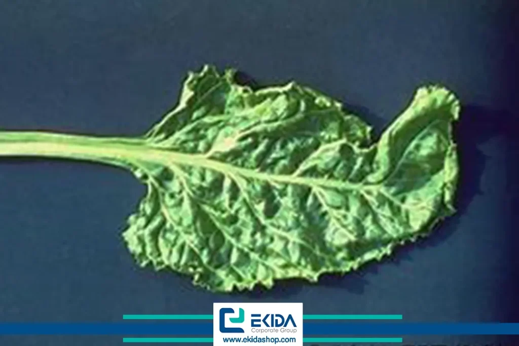 برگ ویروسی در چغندرقند